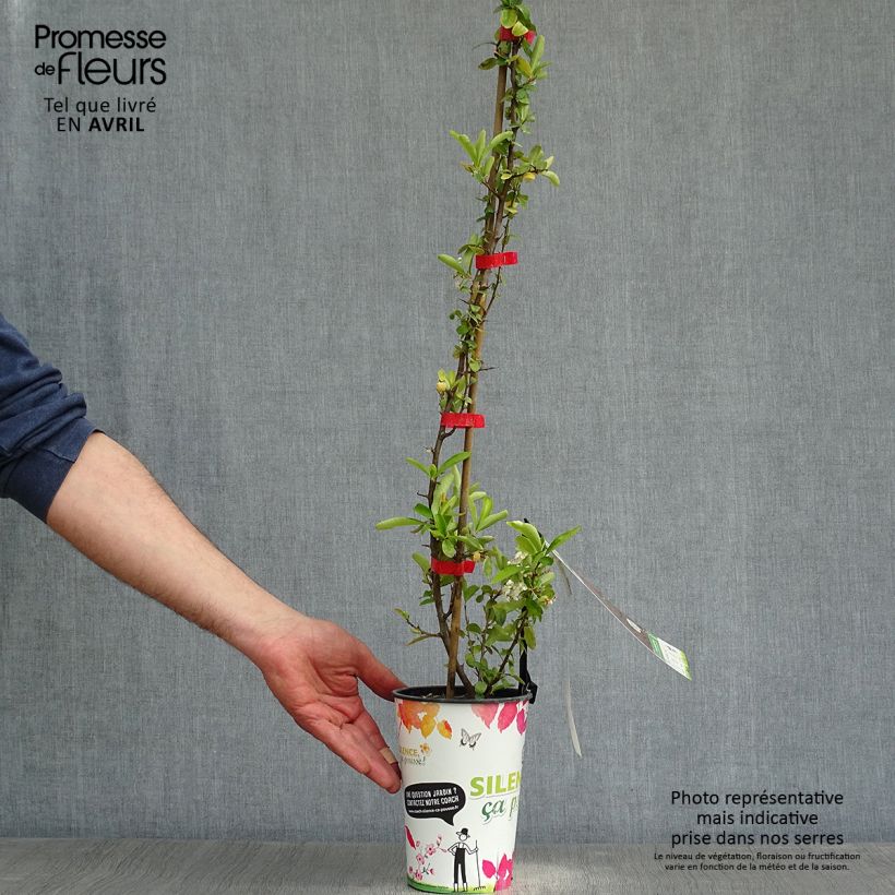Example of Pyracantha SAPHYR Rouge - Buisson ardent Pot de 2L/3L as you get in printemps