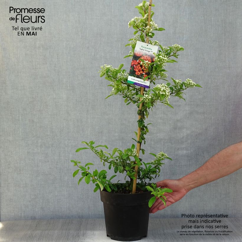 Example of Pyracantha SAPHYR Orange - Buisson ardent Pot de 6L/7L as you get in printemps