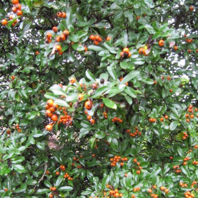 Pyracantha Teton - Buisson ardent (Plant habit)