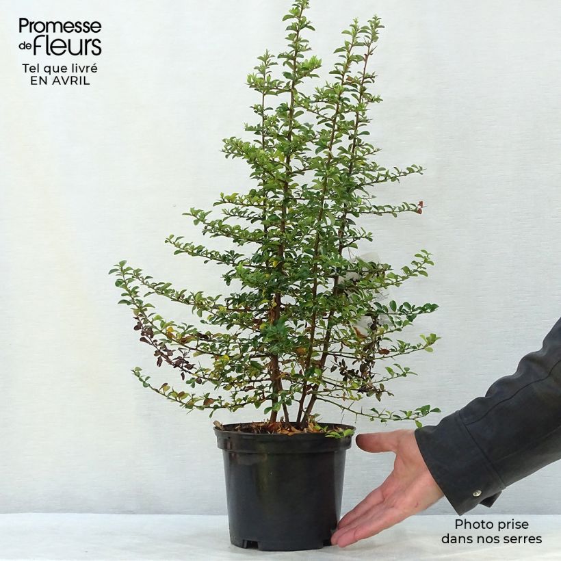 Example of Pyracantha Teton - Buisson ardent Pot de 2L/3L as you get in printemps