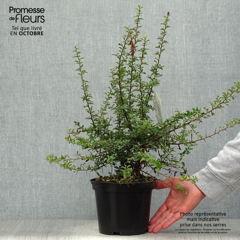 Spécimen de Pyracantha Teton - Buisson ardent Pot de 2L/3L tel que livré en automne