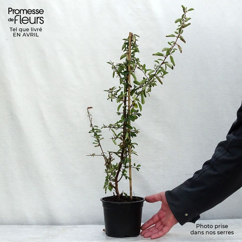 Example of Pyracantha coccinea Red Column - Buisson ardent Red Column Pot de 2L/3L as you get in printemps