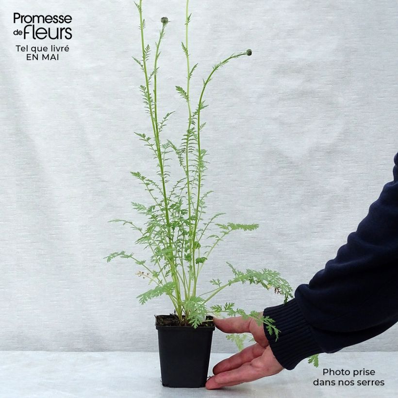 Spécimen de Pyrèthre Robinson Rose -Tanacetum coccineum Godet de 8/9 cm tel que livré au printemps