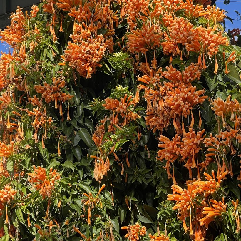 Pyrostegia venusta - Liane aurore, liane de feu (Plant habit)
