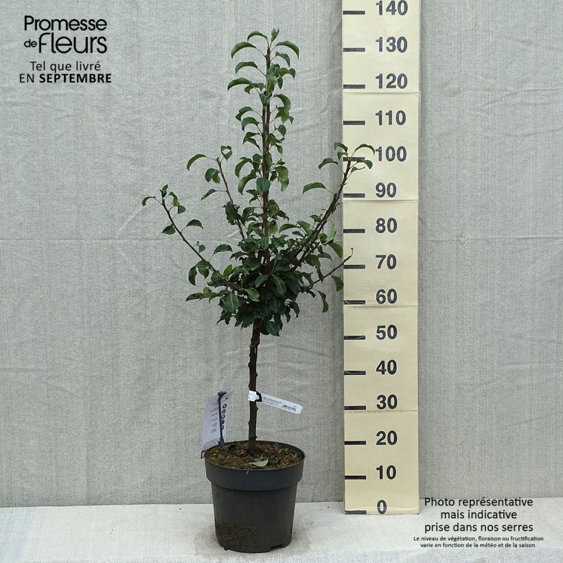 Spécimen de Poirier nain Louisa (Luisa) Pot de 7,5L/10L, 1/4 de tige, Tige de 30 cm tel que livré en automne