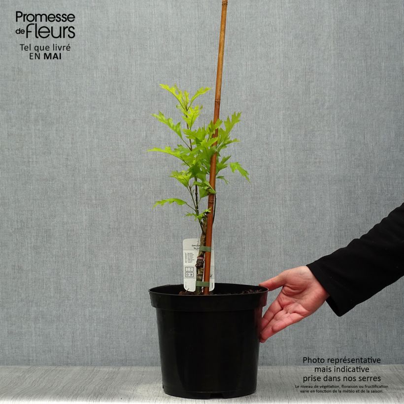 Spécimen de Chêne des marais - Quercus palustris Green Pillar Pot de 4L/5L tel que livré au printemps