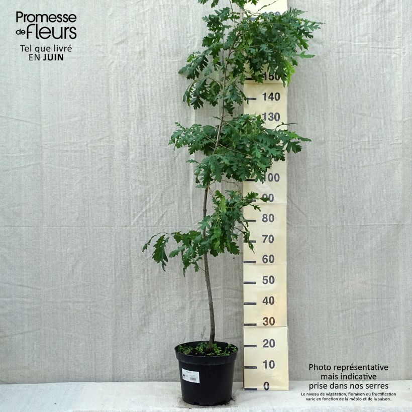 Spécimen de Quercus cerris - Chêne chevelu ou Chêne lombard Pot de 7,5L/10L tel que livré au printemps