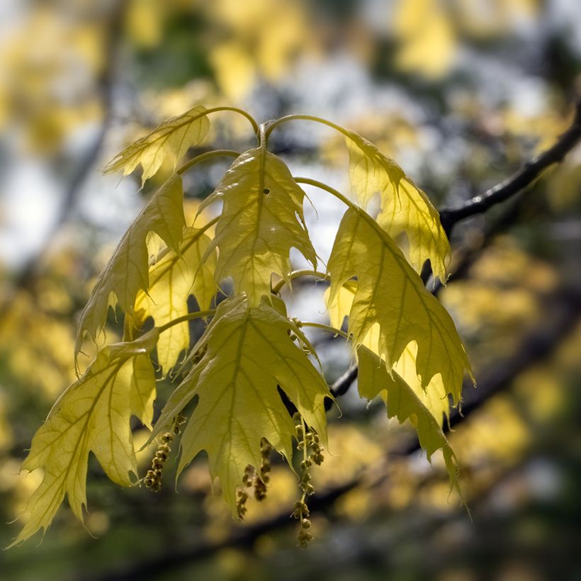 Quercus rubra Aurea - Chêne rouge d'Amérique doré (Feuillage)