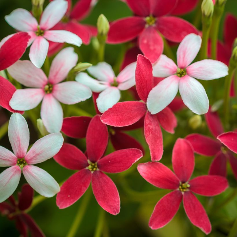 Quisqualis indica - Quisqualier d'Extrême-Orient (Floraison)
