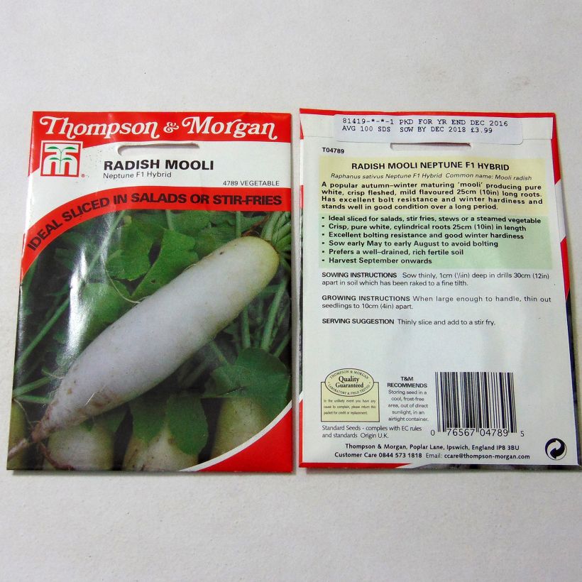 Exemple de spécimen de Radis Mooli Neptune F1 - Raphanus sativus le sachet de 100 graines environ tel que livré