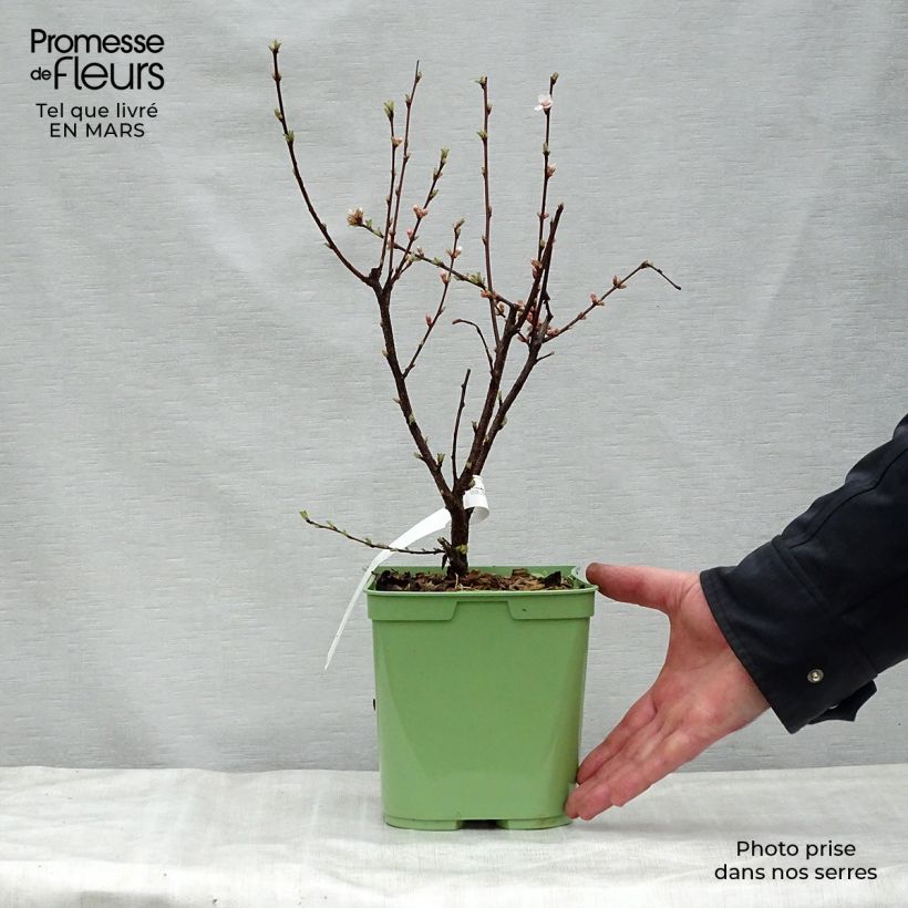 Spécimen de Ragouminier - Prunus tomentosa Pot de 2L/3L tel que livré au printemps