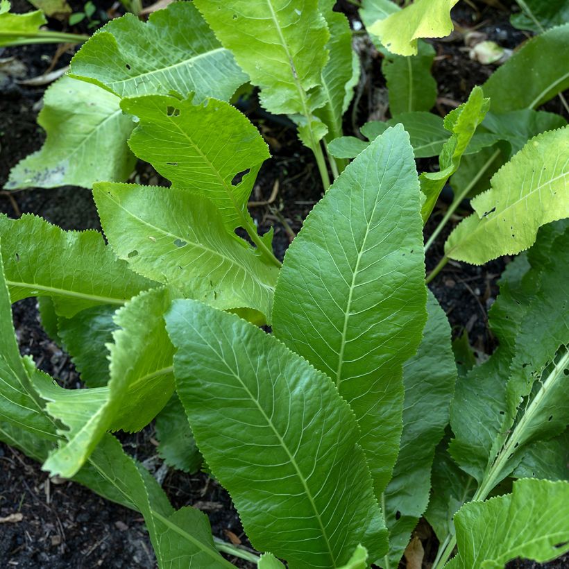 Raifort champêtre - Armoricia rusticana (Feuillage)