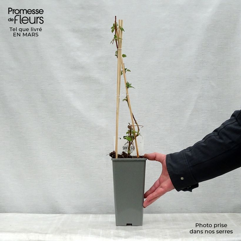 Spécimen de Raisin ou Mûrier du Japon - Rubus phoenicolasius Pot de 1,5L/2L, Touffe tel que livré au printemps