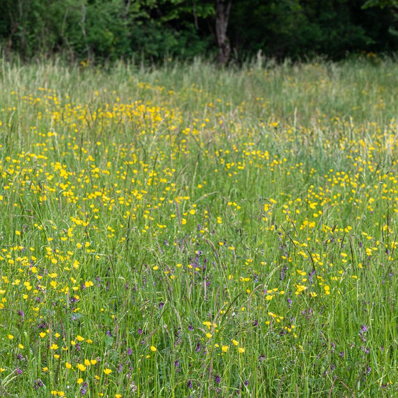 Ranunculus acris - Bouton d'or (Port)