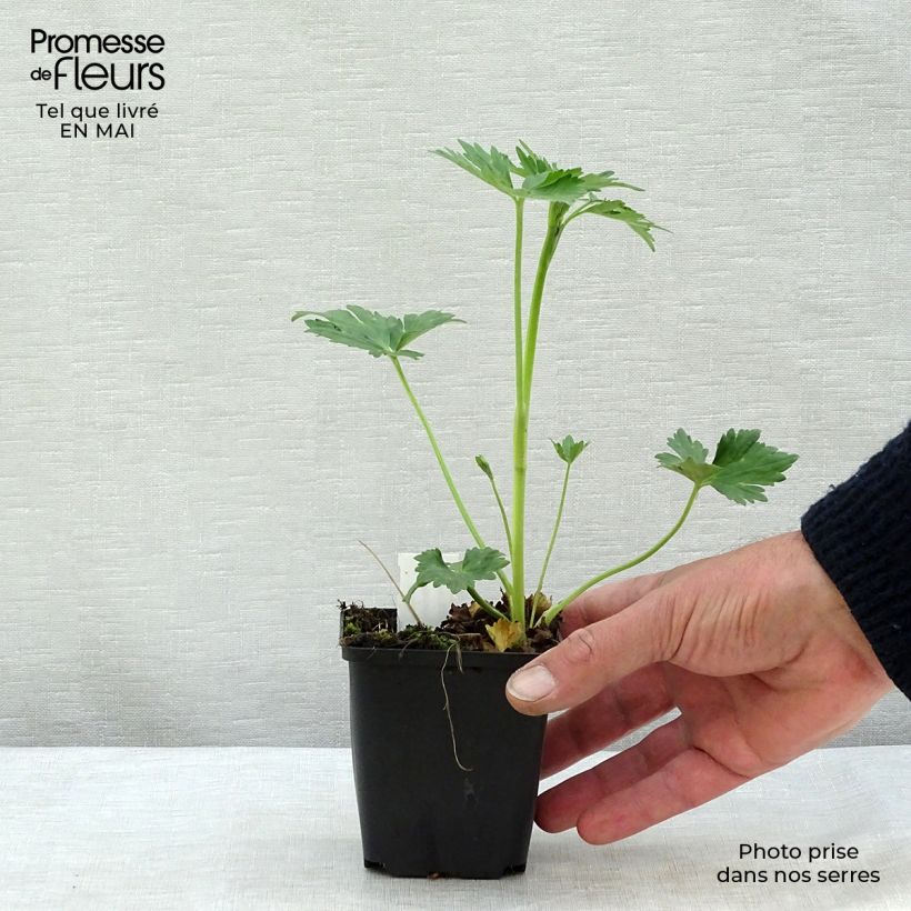 Spécimen de Ranunculus acris Multiplex - Bouton d'or Godet de 8/9 cm tel que livré au printemps