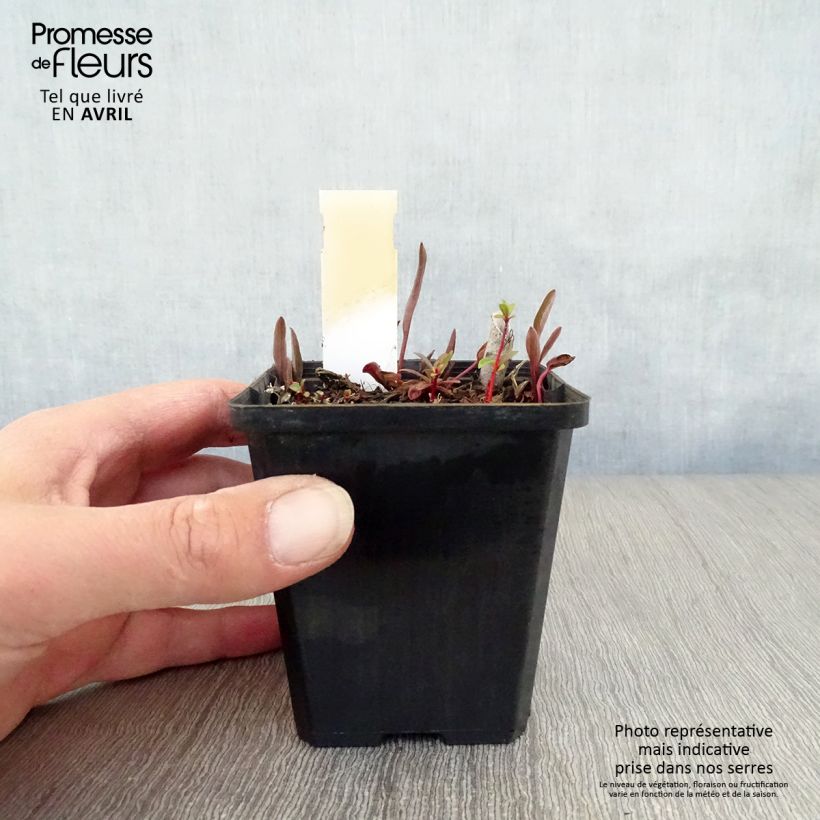 Spécimen de Ranunculus lingua - Grande douve Godet de 8/9 cm tel que livré au printemps