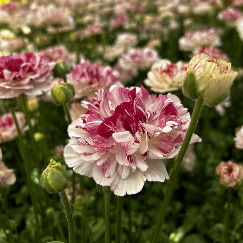 Renoncule des fleuristes Brushmark Cesar – Ranunculus asiaticus (Floraison)