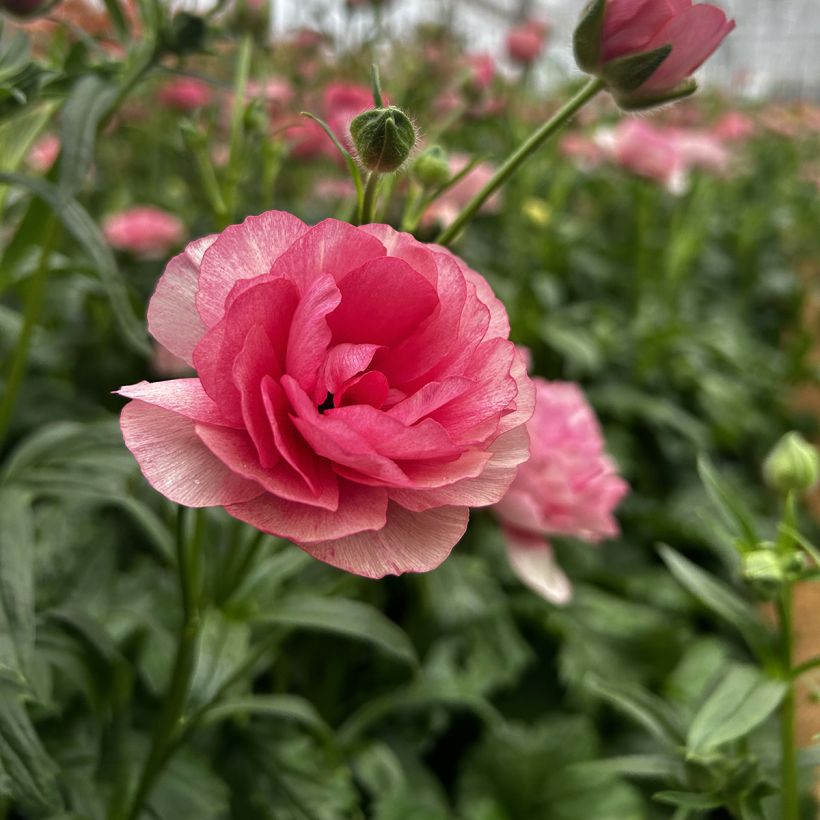 Renoncule des fleuristes Butterfly Hera – Ranunculus asiaticus (Floraison)