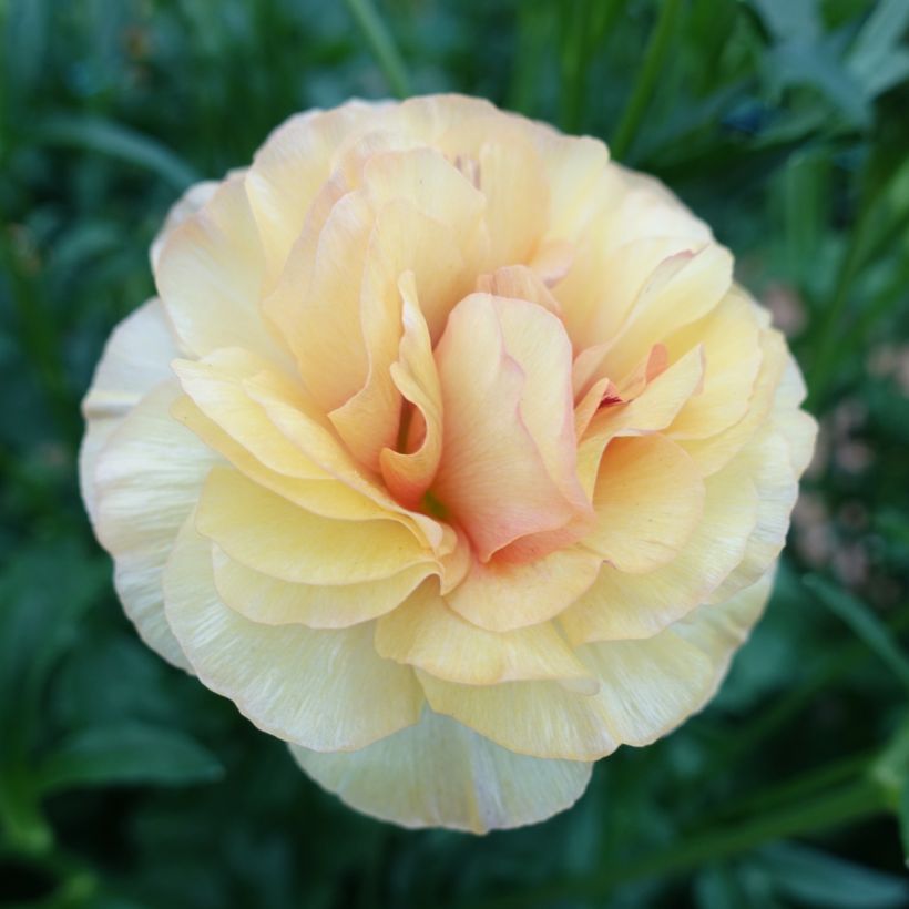 Renoncule des fleuristes Butterfly Vestalis – Ranunculus asiaticus (Floraison)