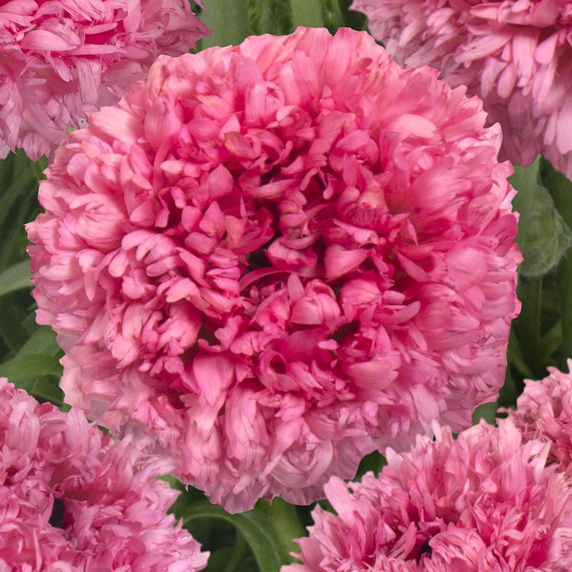 Renoncule des fleuristes Poodle Ramlia – Ranunculus asiaticus (Floraison)