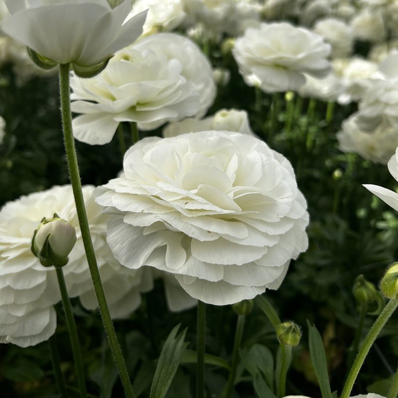 Renoncule des fleuristes Romance Courchevel – Ranunculus asiaticus (Floraison)