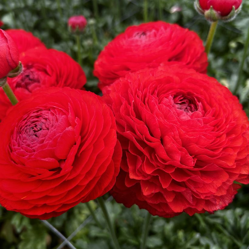 Renoncule des fleuristes Romance Get Lucky – Ranunculus asiaticus (Floraison)