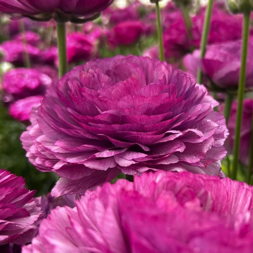 Renoncule des fleuristes Romance Loubeyres – Ranunculus asiaticus (Floraison)
