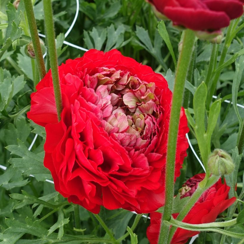 Renoncule des fleuristes Romance Odon – Ranunculus asiaticus (Floraison)