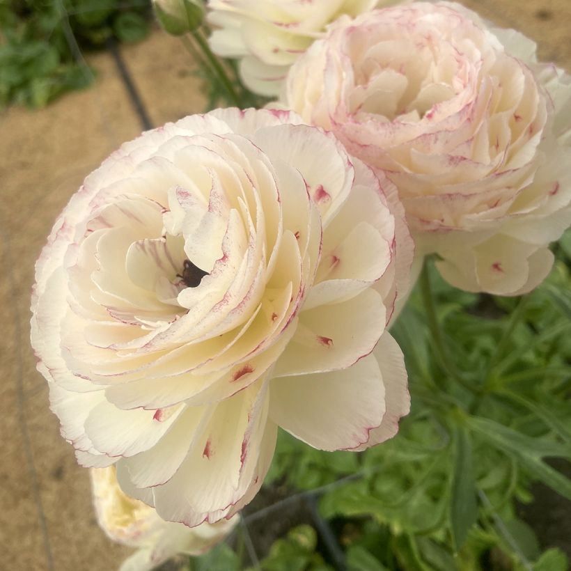 Renoncule des fleuristes Romance Orleans – Ranunculus asiaticus (Floraison)