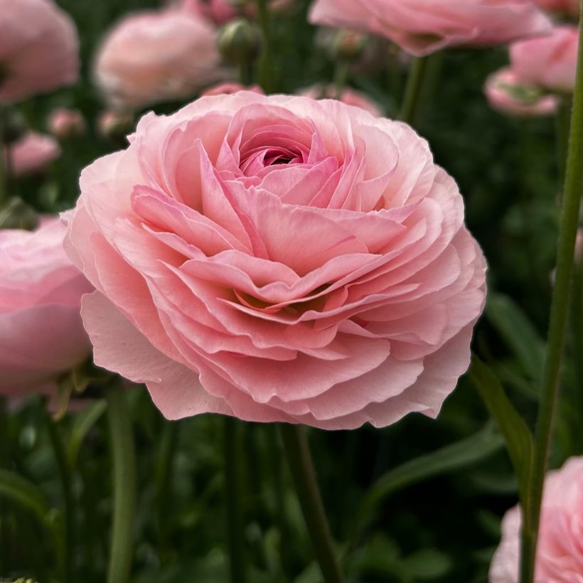 Renoncule des fleuristes Romance Seine – Ranunculus asiaticus (Floraison)
