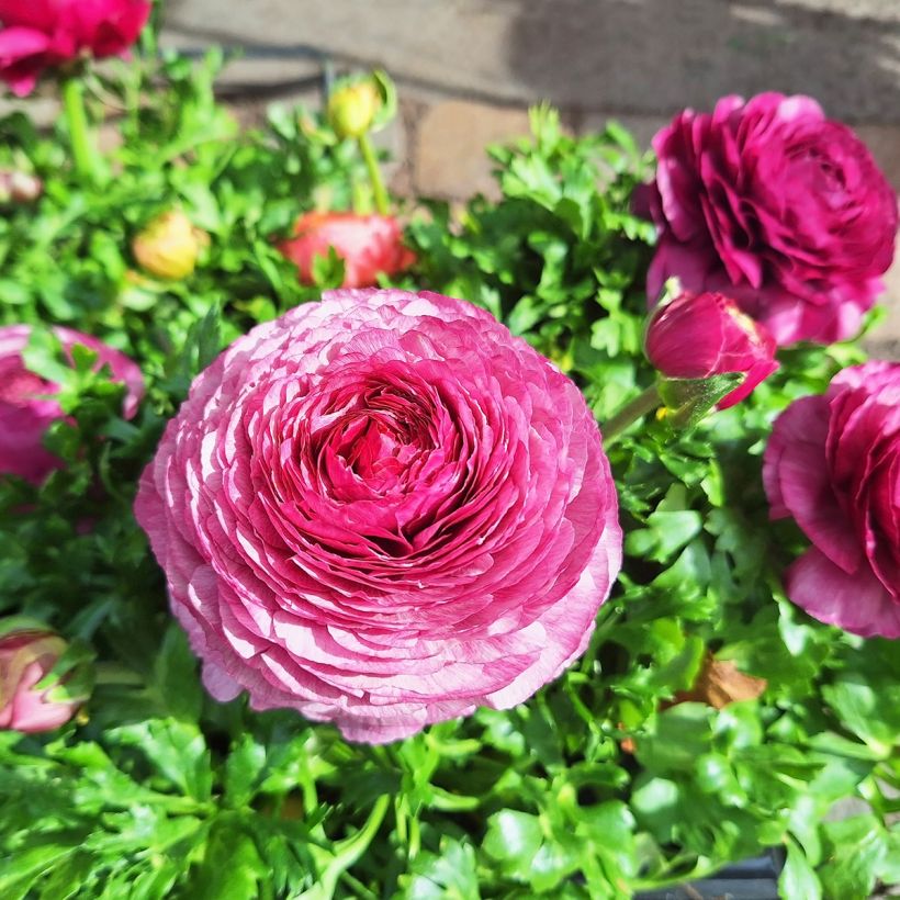 Renoncule des fleuristes Vortex F1 Hot Pink - Ranunculus hybrida (Flowering)