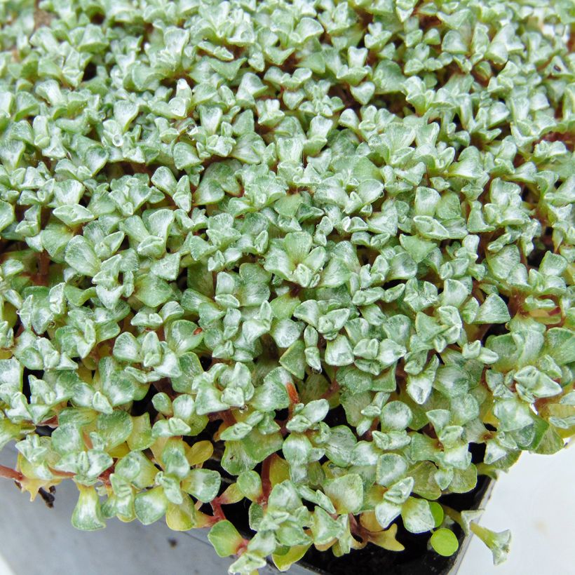 Raoulia australis - Mouton végétal (Feuillage)