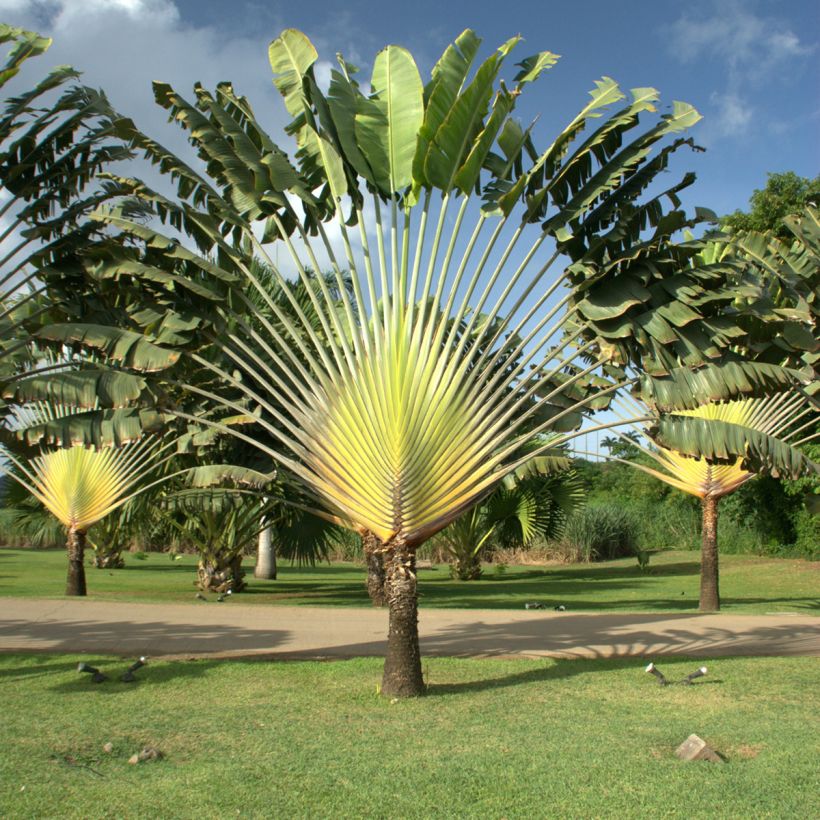 Graines d'Arbre-du-voyageur - Ravenala madagascarensis (Port)