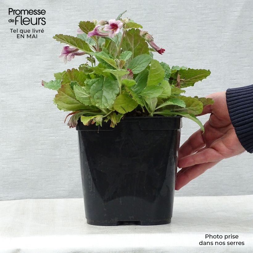 Spécimen de Rehmannia henryi - Rehmannia Pot de 2L/3L tel que livré au printemps