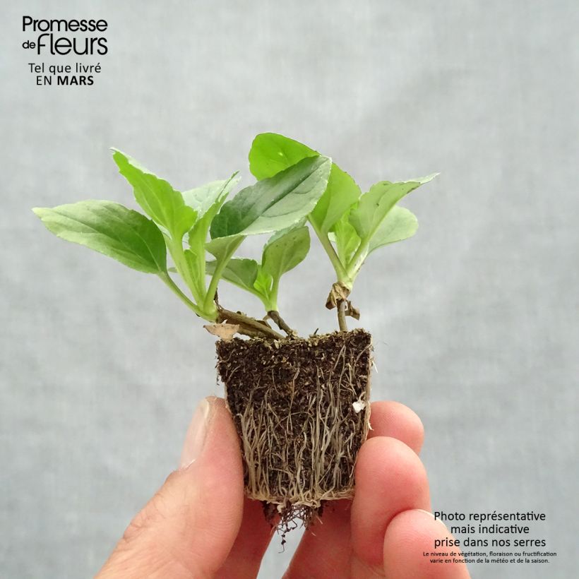 Spécimen de Reine-Marguerite Matsumoto mélange - Callistephus Mini-mottes Jardimotte : motte 3,8 cm x 3,2 cm en plaque de culture par 16 tel que livré au printemps