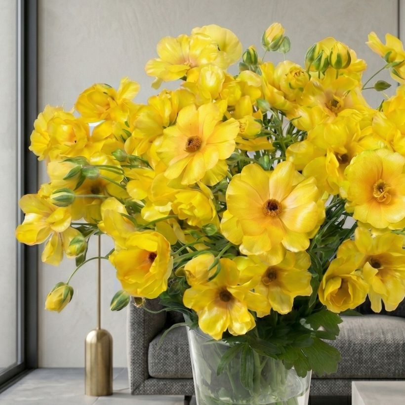 Renoncule des fleuristes Butterfly Dione – Ranunculus asiaticus (Port)