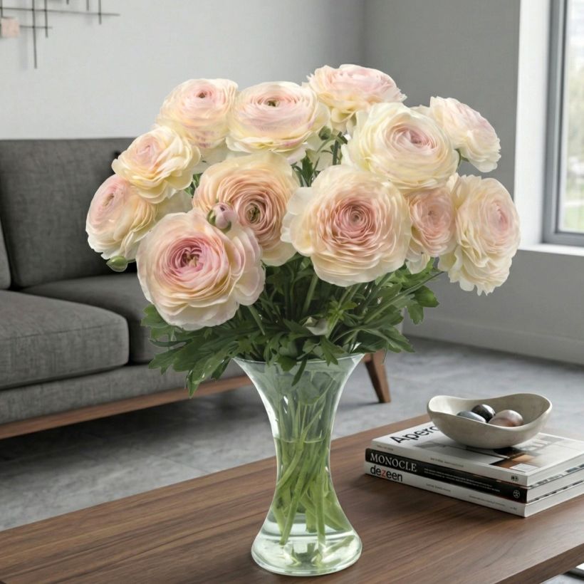 Renoncule des fleuristes Romance Maritime – Ranunculus asiaticus (Port)