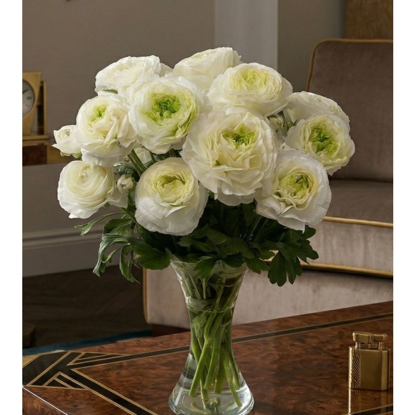Renoncule des fleuristes Romance Montenvers – Ranunculus asiaticus (Port)