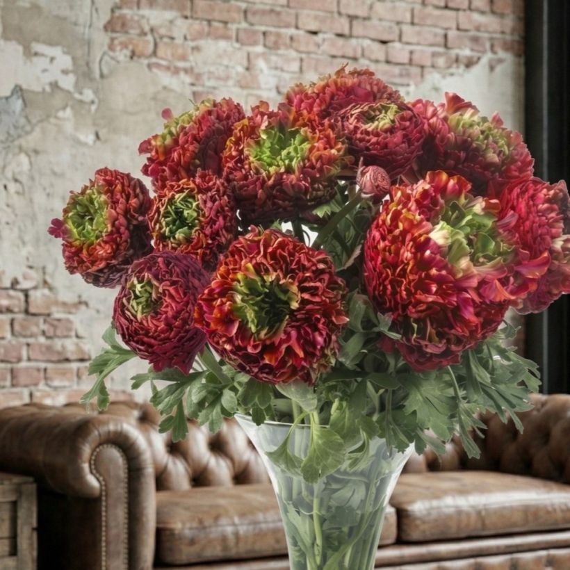 Renoncule des fleuristes Romance Odon – Ranunculus asiaticus (Port)
