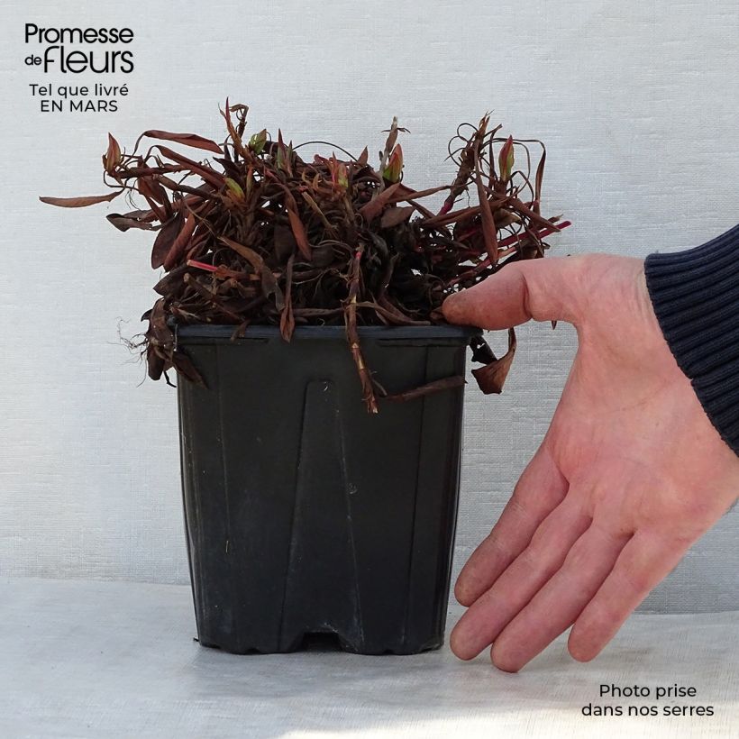 Example of Renouée - Persicaria affinis Darjeeling Red Pot de 2L/3L as you get in printemps