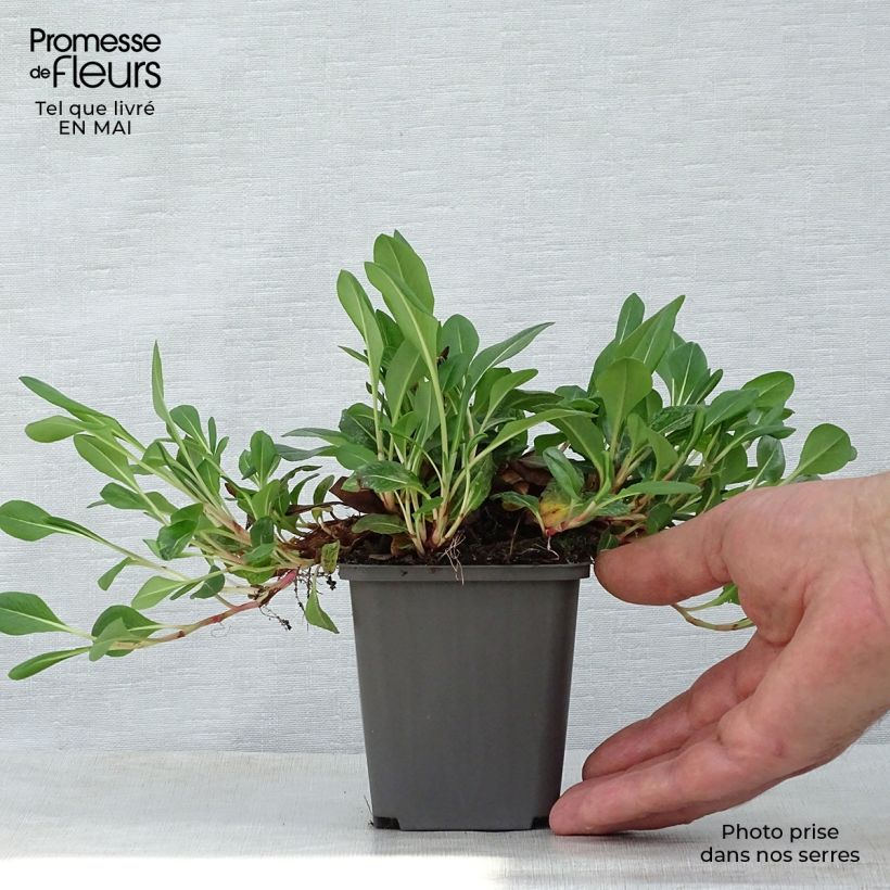 Example of Renouée - Persicaria affinis Darjeeling Red Godet de 8/9 cm as you get in printemps