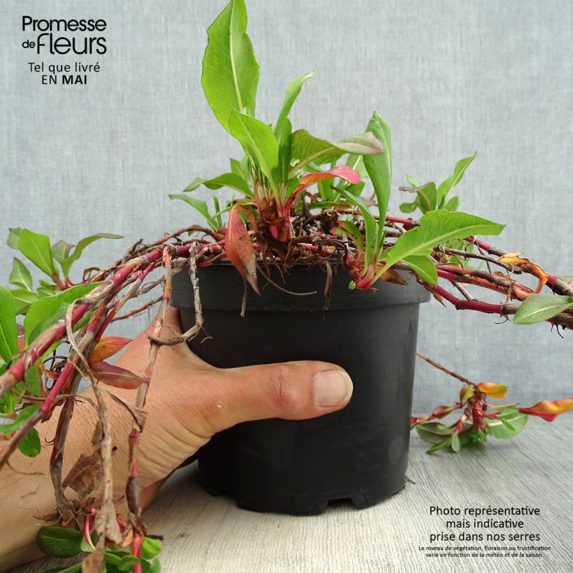 Spécimen de Renouée - Persicaria affinis Donald Lowndes Pot de 2L/3L tel que livré au printemps