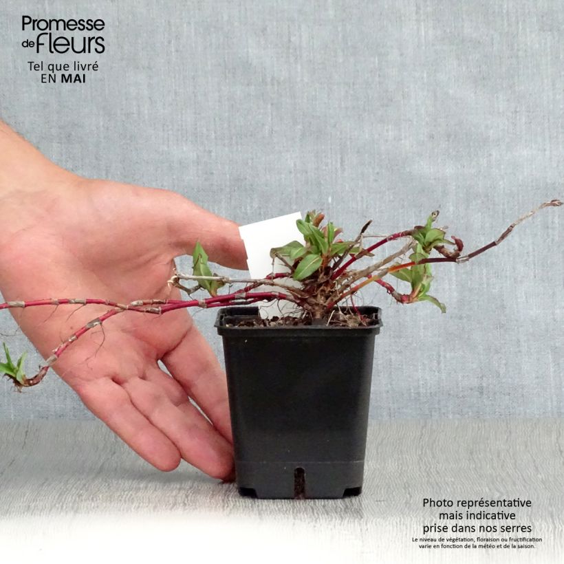 Spécimen de Renouée - Persicaria affinis Kabouter Godet de 8/9 cm tel que livré au printemps
