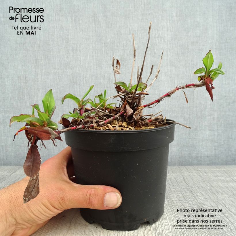 Spécimen de Renouée - Persicaria affinis Kabouter Pot de 2L/3L tel que livré au printemps