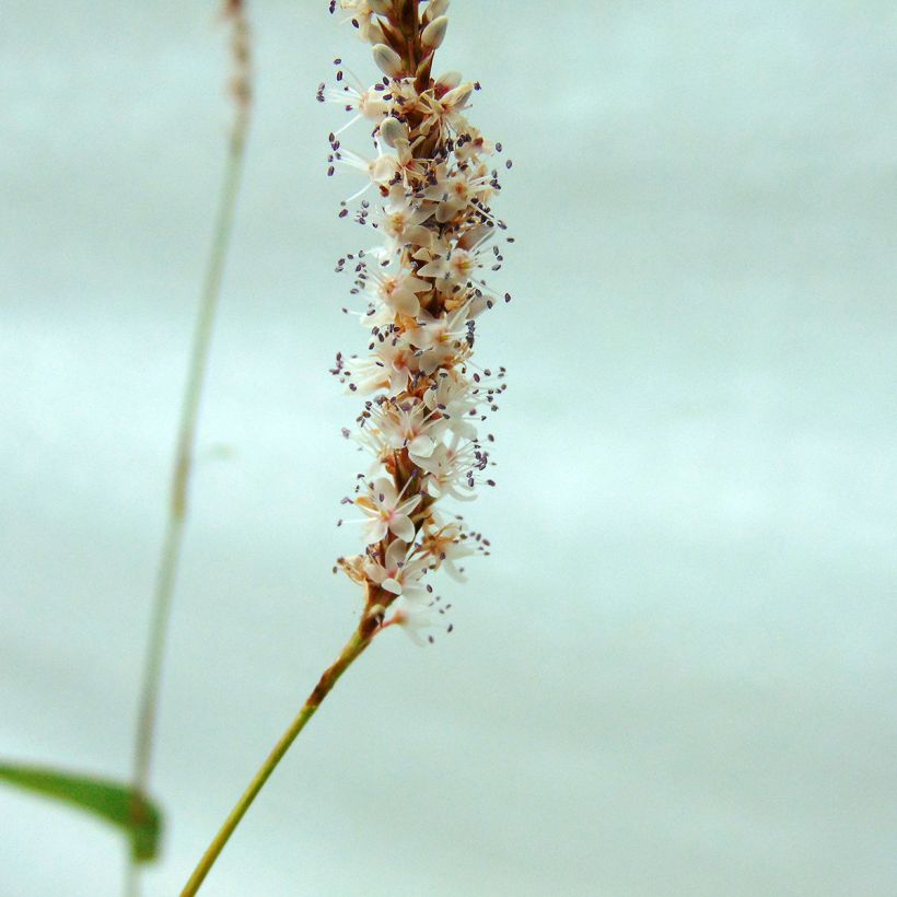 Renouée - Persicaria amplexicaulis Alba (Flowering)