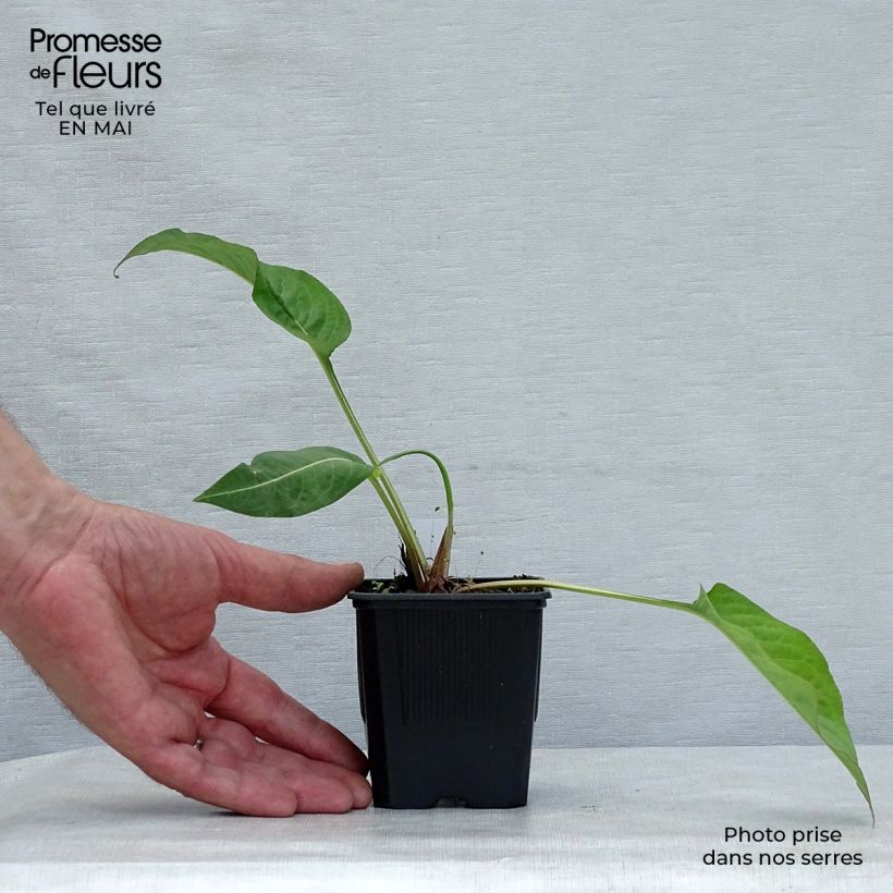 Example of Renouée - Persicaria amplexicaulis Alba Godet de 8/9 cm as you get in printemps