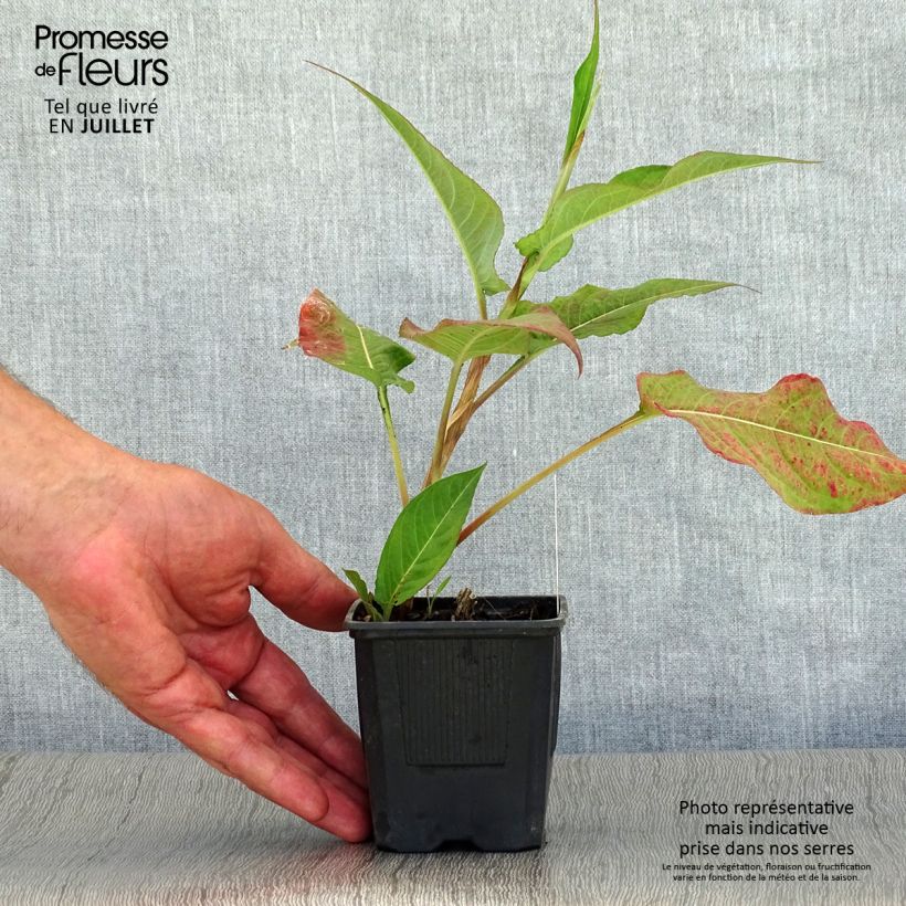 Spécimen de Renouée - Persicaria amplexicaulis Alba Godet de 8/9 cm tel que livré en été