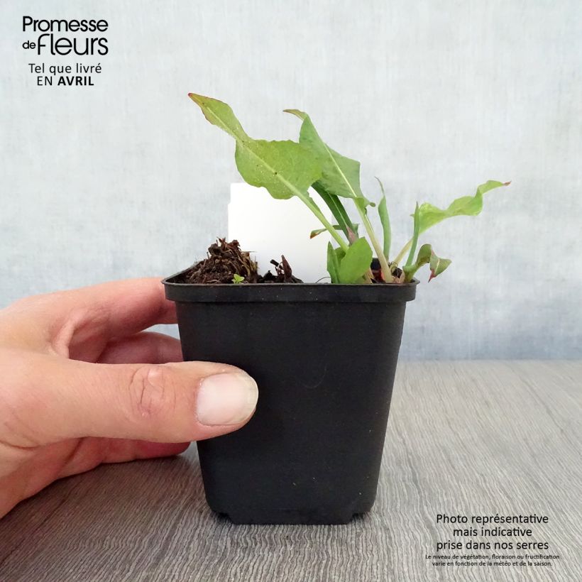 Example of Renouée - Persicaria amplexicaulis Dikke Floskes Godet de 8/9 cm as you get in printemps