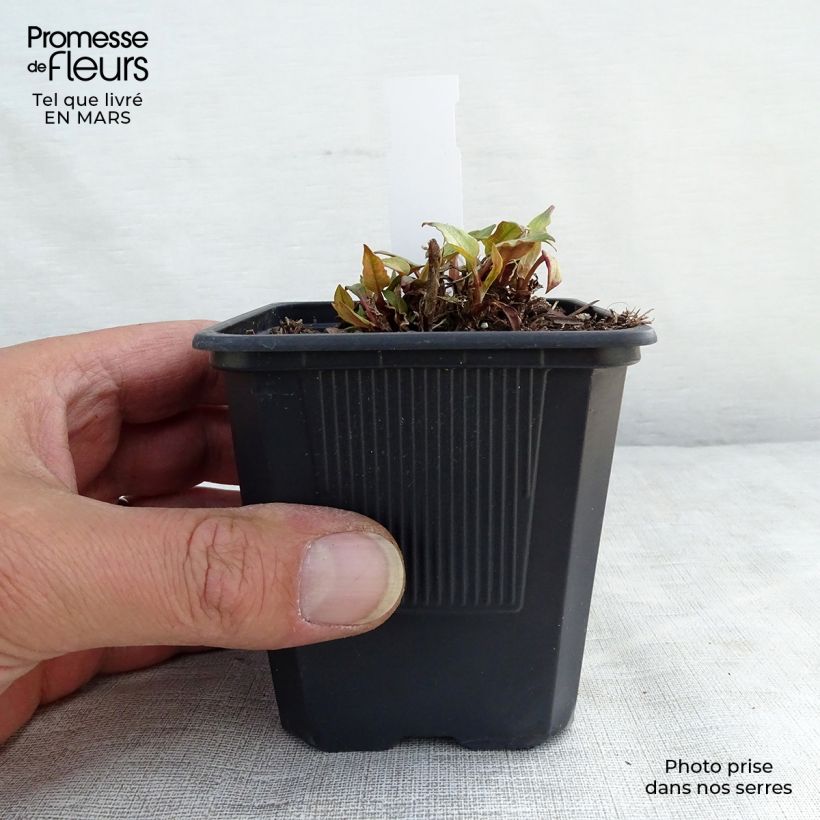 Example of Renouée - Persicaria amplexicaulis Golden Arrow Godet de 8/9 cm as you get in printemps