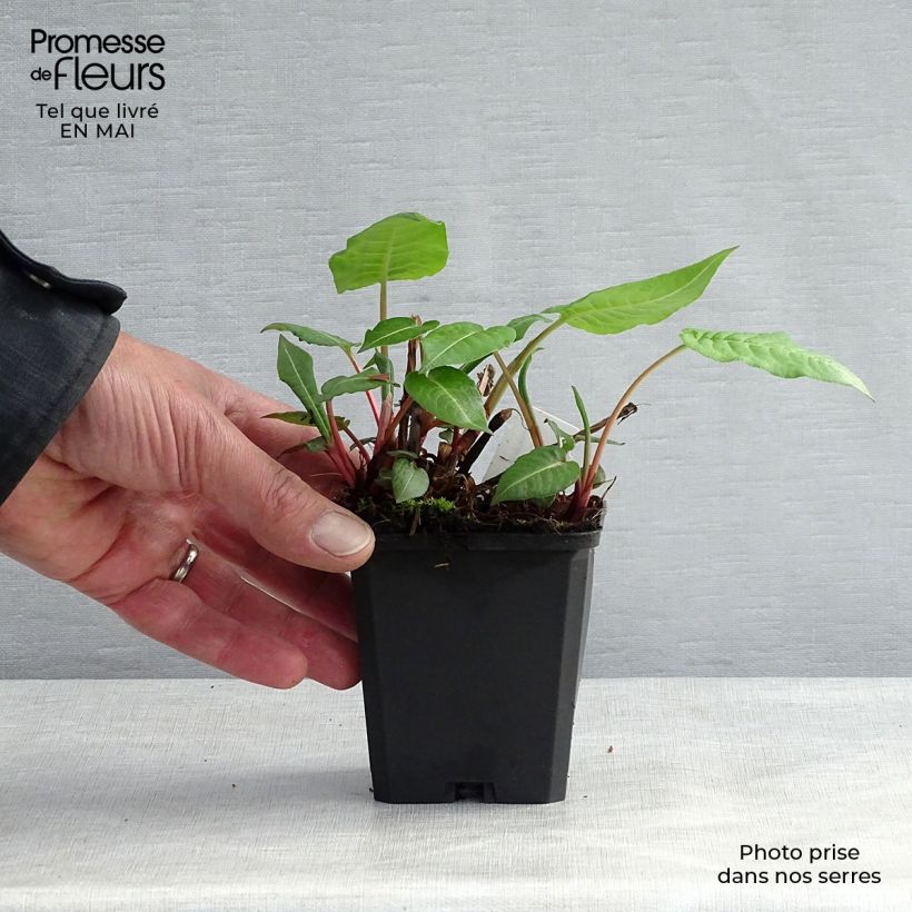 Example of Renouée - Persicaria amplexicaulis JS Caliente Godet de 8/9 cm as you get in printemps